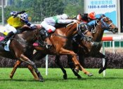 The battle for the line. Petrenui (inside), Natural Nice (centre) and Savannah Dancer (outside) fight out the finish.<br>Photo by Singapore Turf Club